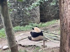 -都江堰中华大熊猫苑