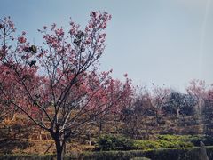 -深圳仙湖植物园