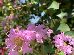 -武汉紫薇都市田园