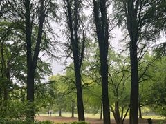 -上海共青森林公园