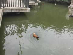 -合肥野生动物园