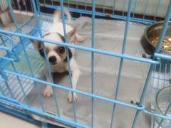 -翊宠yipet猫狗购宠庄园犬舍•猫舍