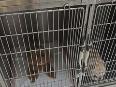 -瑞派康怡24h宠物医院·犬猫医疗中心·微创绝育(瑞景分院)