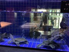 -徐记海鲜(观沙岭|滨江新城店)