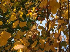 -哈密回王府景区