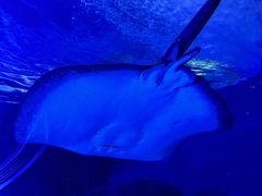 -上海海洋水族馆