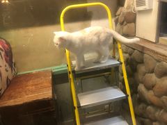 -猫咪博物馆(顶澳仔猫街店)