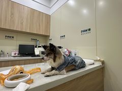 -佩兹宠物医院肿瘤专科·眼科·牙科(黄浦店)
