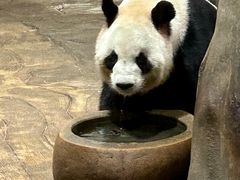 -深圳野生动物园