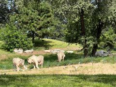 -北京野生动物园