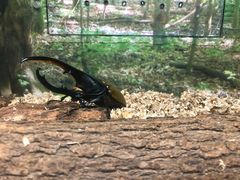 -上海大自然野生昆虫馆(东方明珠·爬宠昆虫探索中心)