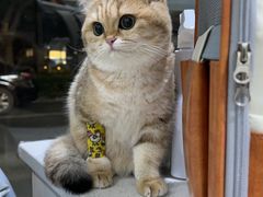 -萌兽医馆·宠物医院·猫骨科(创景店)