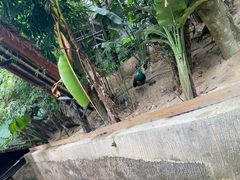 -海南槟榔谷黎苗文化旅游区