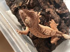 -酷以爬仙阁实体爬宠店·守宫·蜥蜴·专业繁育