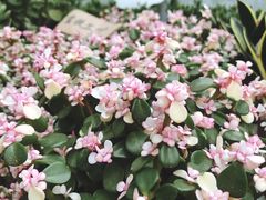 -秦美花卉(天朗·莱茵小城2期店)