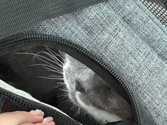 -宠爱国际动物医院·消化内科·心肾内科·ISFM猫友好(望京店)
