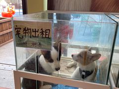 -上海崇明金茂凯悦酒店