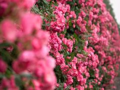 -广富林郊野公园