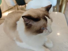 -飞行喵MR PILOT|猫舍·猫咖(静安大融城店)