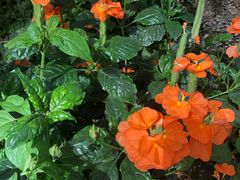 -国家植物园南园