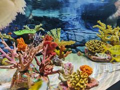 -上海海洋水族馆