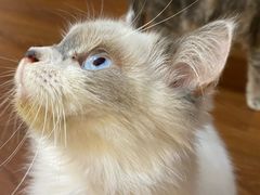 -楼上猫咖(罗湖店)