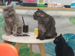 -团子家猫咪猫咖馆·柯基·柯尔鸭