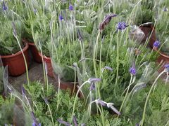 -龙大花卉苗木市场