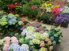 -双季花艺园艺市场(浦东店)