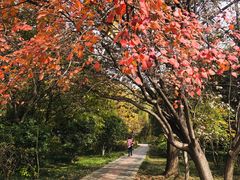 -洛阳市隋唐城遗址植物园