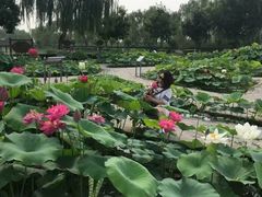 -白洋淀景区