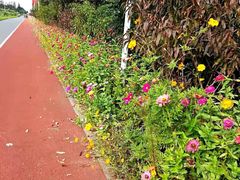 -上海长兴岛郊野公园