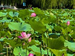 -皇家御河游(紫御湾码头)