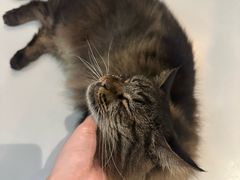 -豆逗聊愈猫阁Easy Life