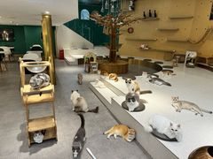-飞行喵MR PILOT|猫舍·猫咖(静安大融城店)