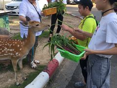 -清迈夜间动物园