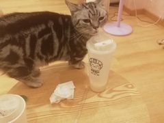 -猫咪派对(江南西店)