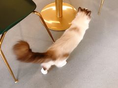 -飞行喵MR PILOT|猫舍·猫咖(静安大融城店)