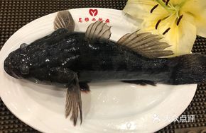 Freshwater and Seawater Snakehead Fish