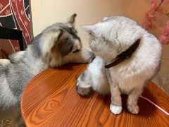-李小姐の猫咖啡馆(五角场店)