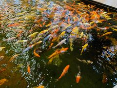 -龙悦湾酒家·八阵鱼生·渔人码头店