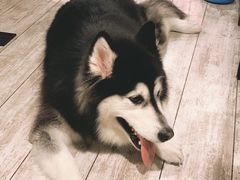 -百好乐宠物友好餐厅(朝外大街店)