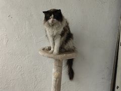 -纳吉亚猫专科动物诊疗中心(蒋宅口分院)