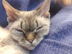 -momokira米努特·德文卷毛猫·棉花面纱犬
