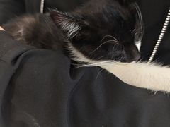 -瑞鹏宠物医院·骨科·猫科·内科(第一中心)