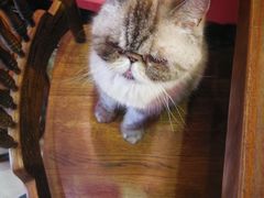 -猫色咖啡·猫咖