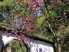 -杭州黄龙洞