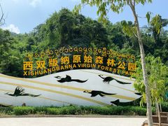 -西双版纳原始森林公园