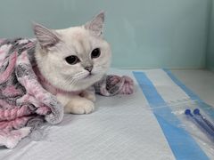 -达爱动物医院·犬猫分区·CT·复杂眼科(远洋山水分院)