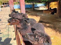 -泉州海丝野生动物世界